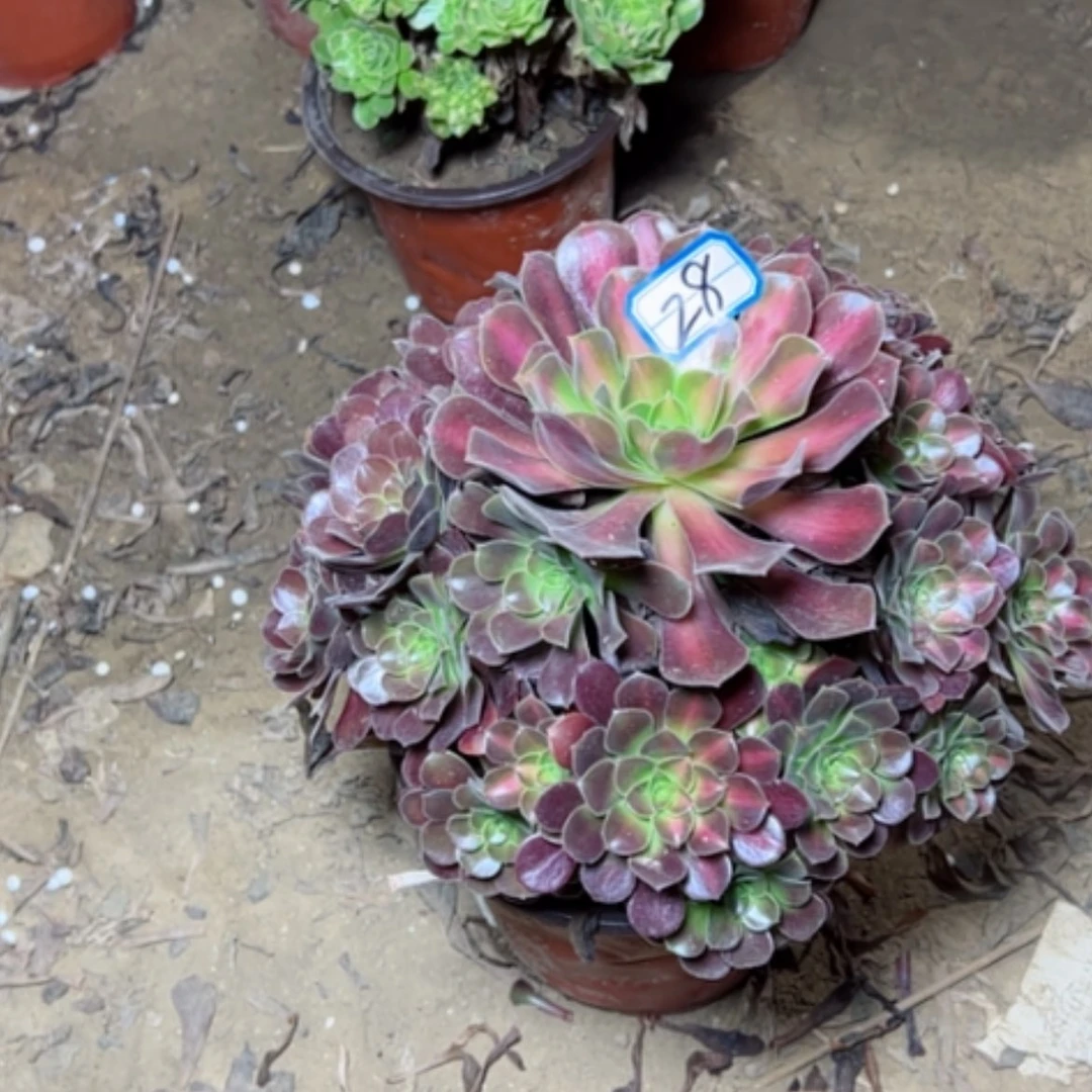 【闪购商品】花纳28