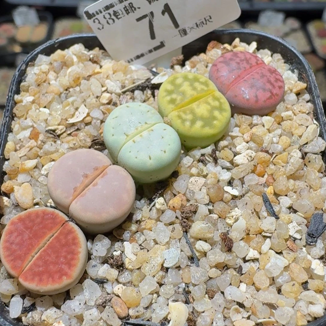 Ssss精品生石花71
