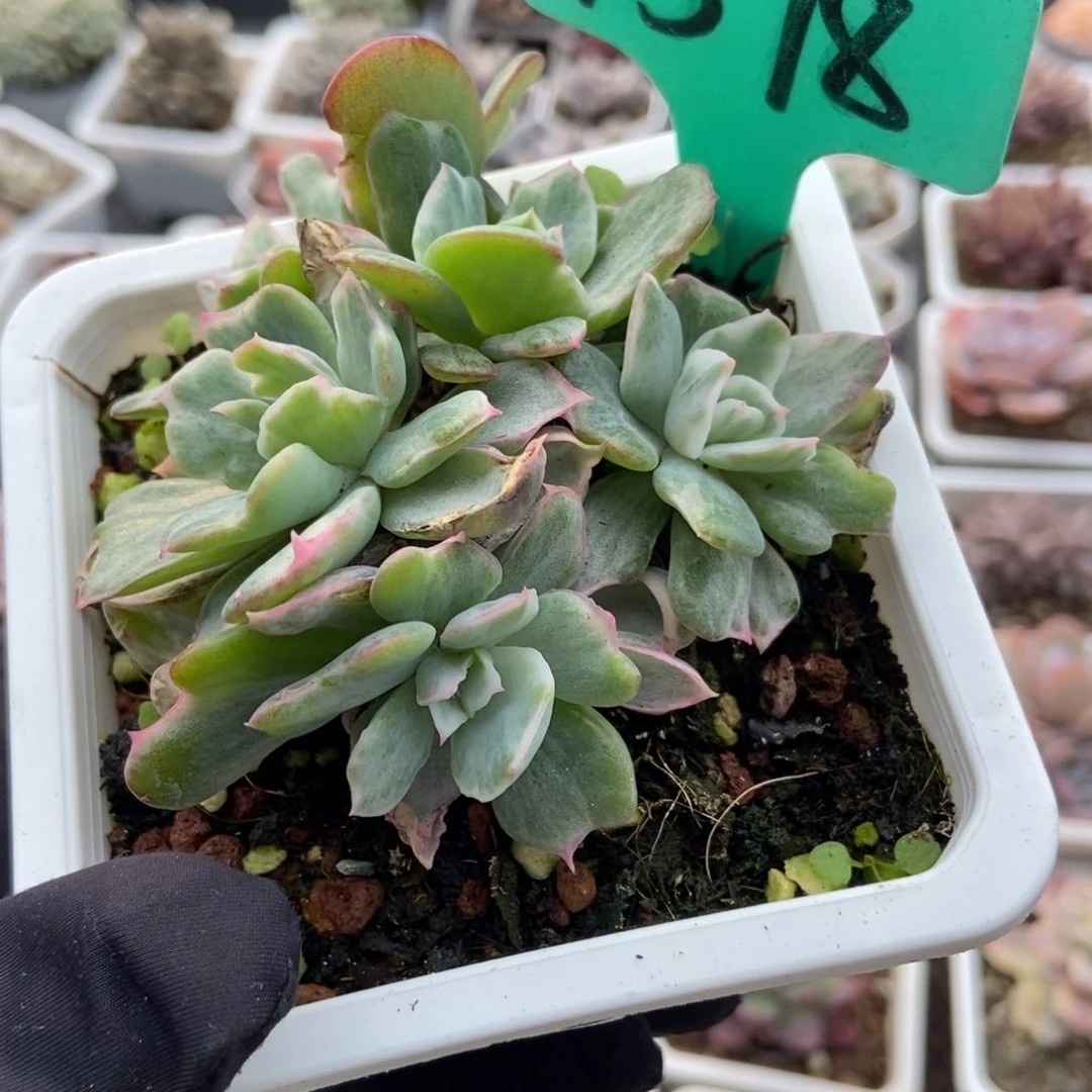 1598伯克利锦多肉