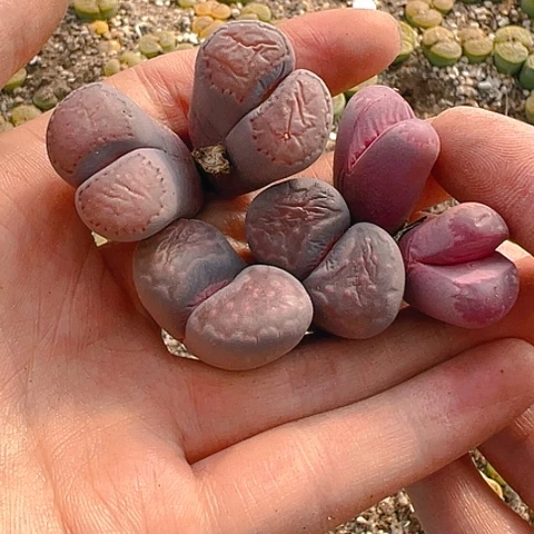 【闪购商品】25636