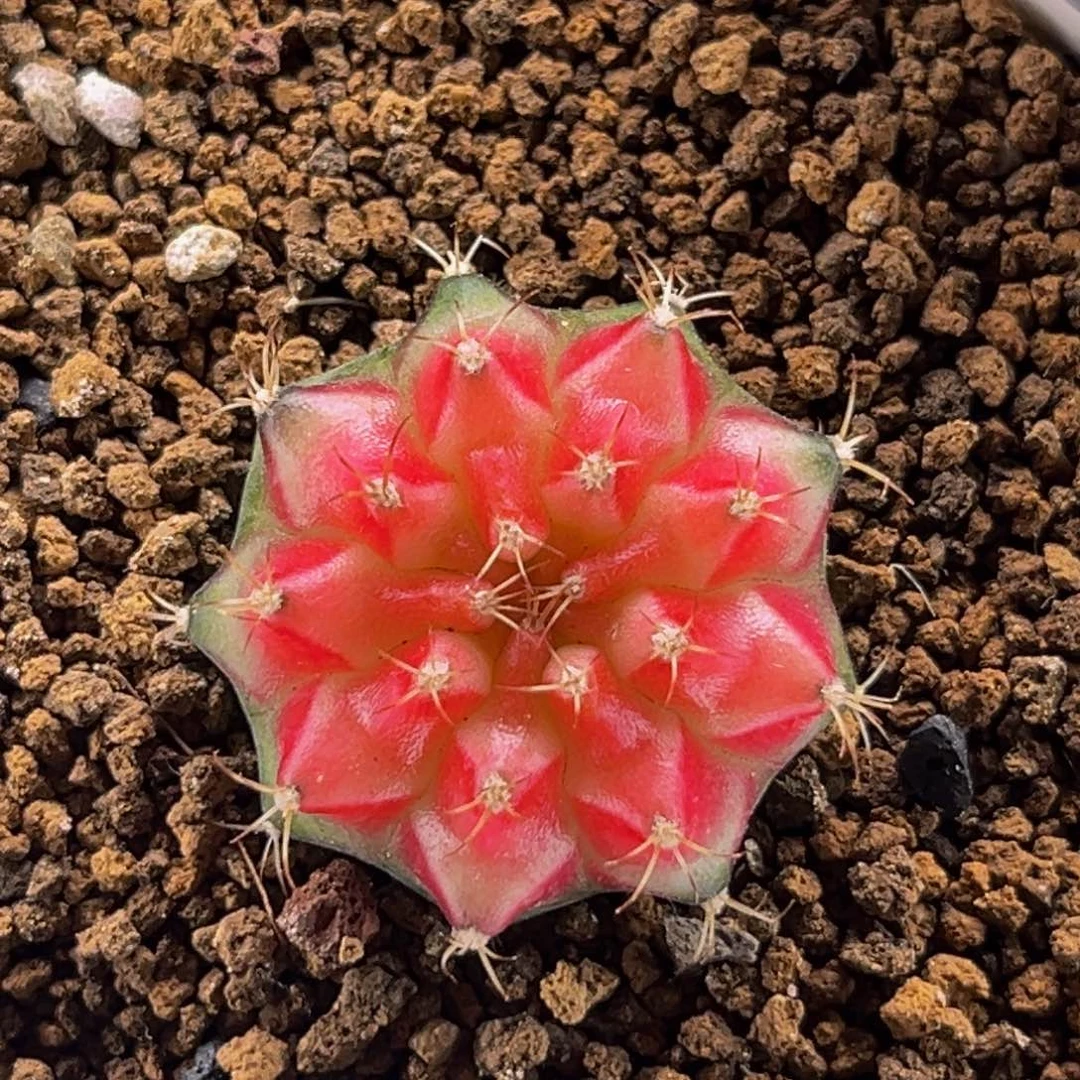 樱花穹顶 米哈仙人球