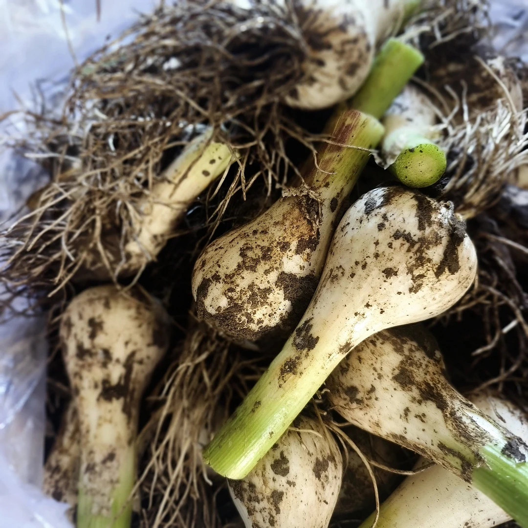 东北新鲜青蒜5斤带须发货