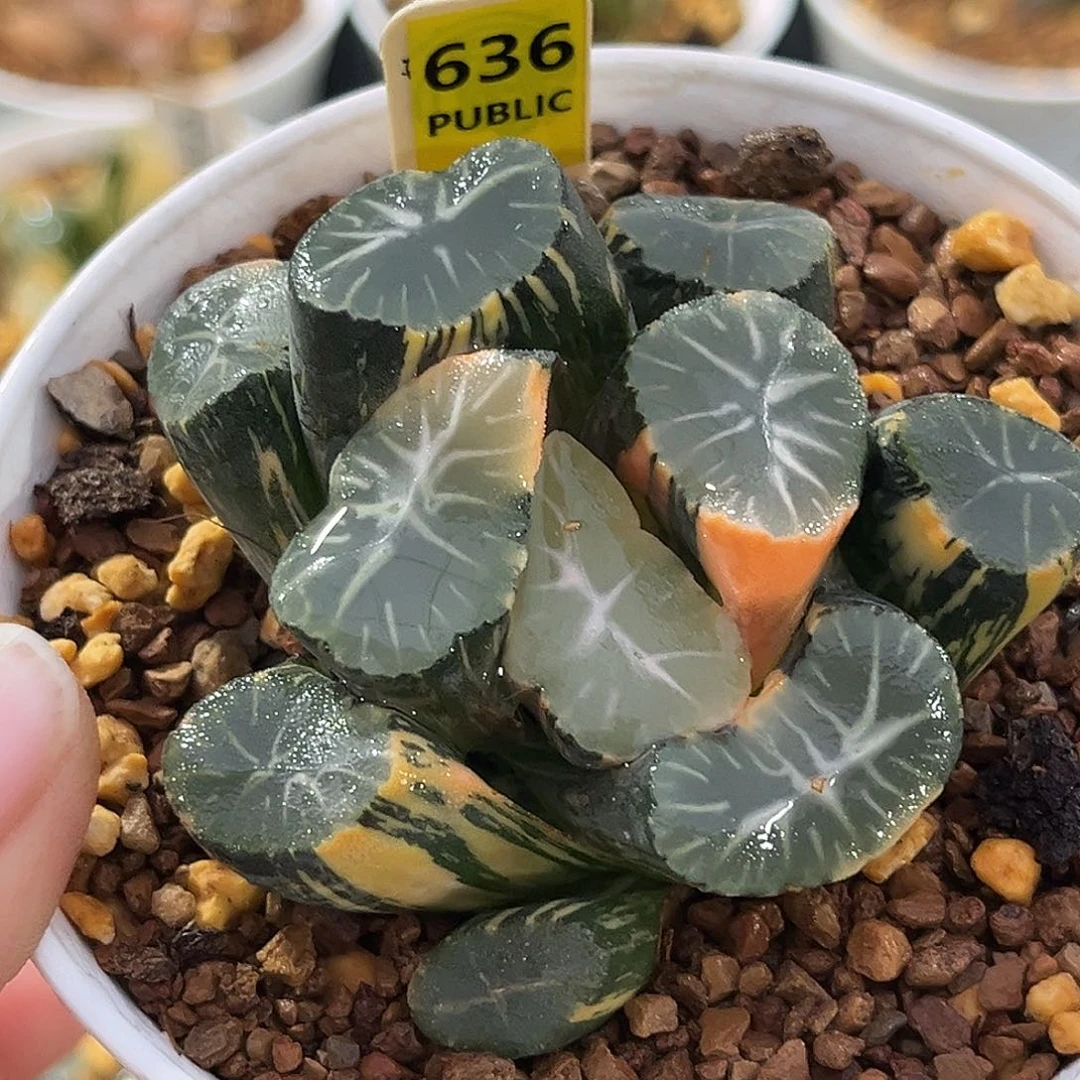 639万象锦一物一图