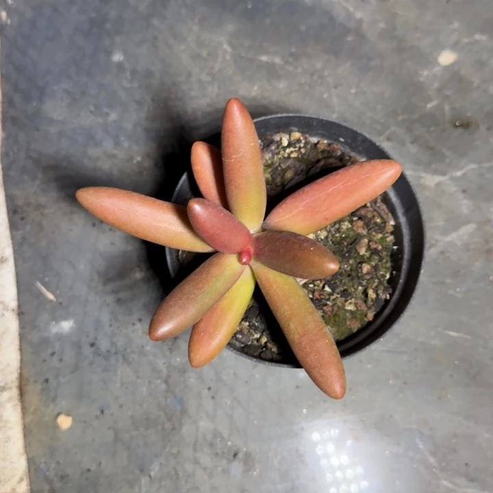 椰子树 单头 一物一拍