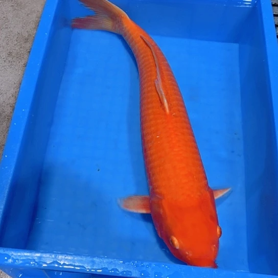 海水赤木芒果芥子