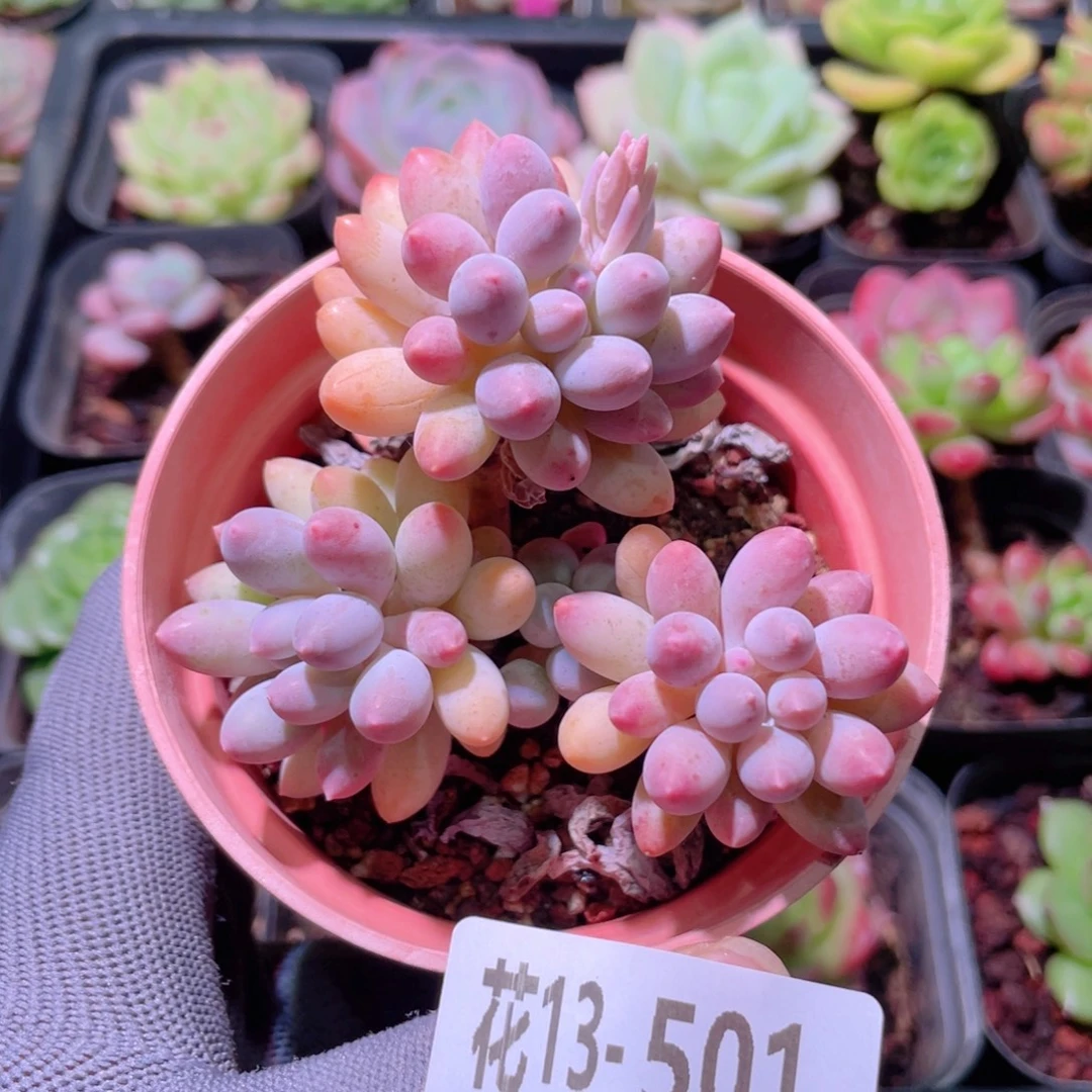 花利美 13-501婴儿手指
