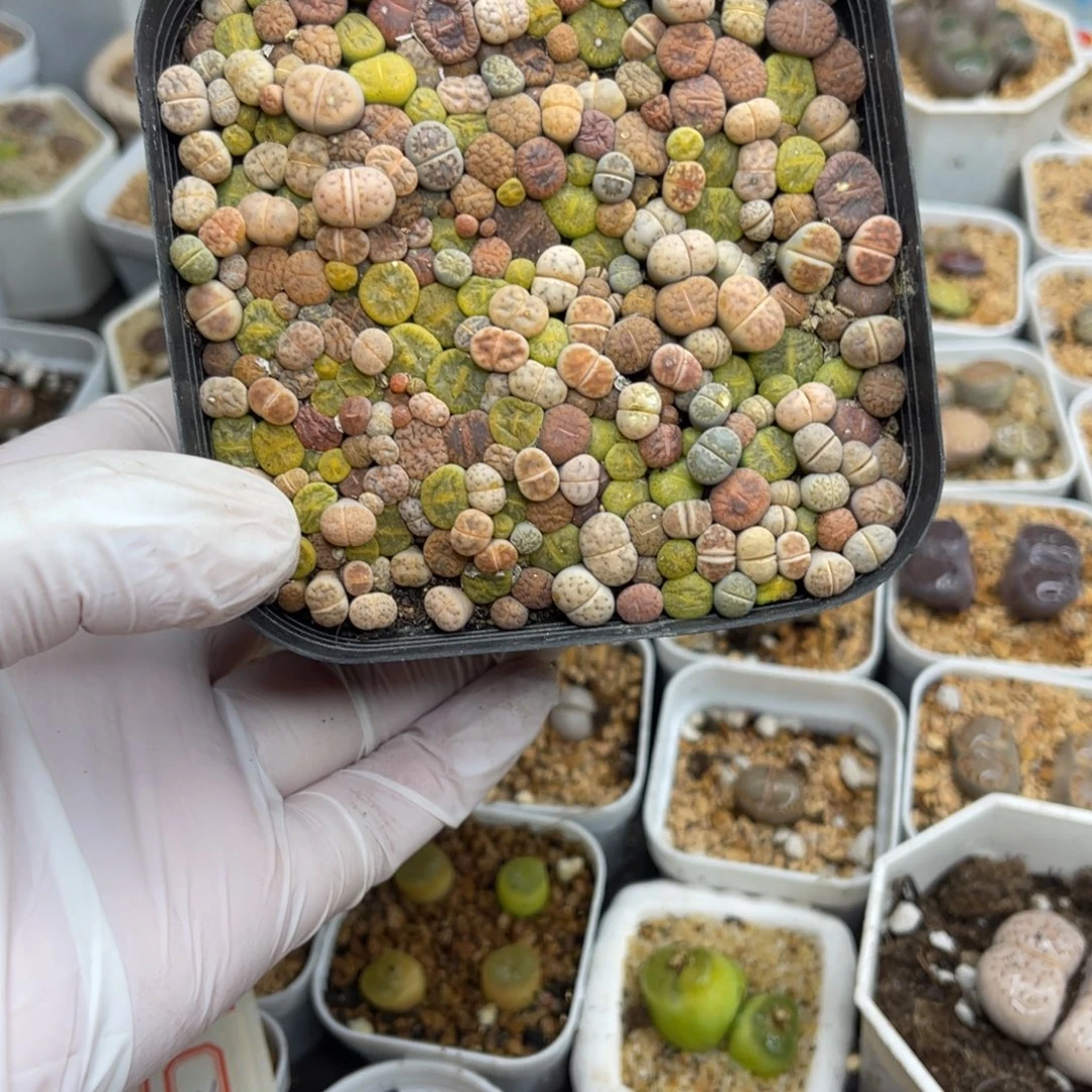 多肉植物一物一拍2