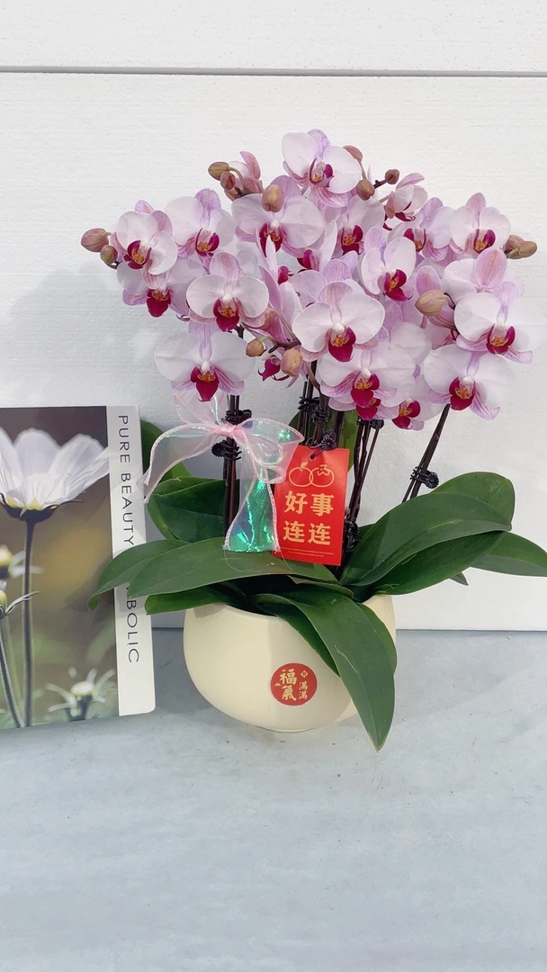 蝴蝶兰【粉美人】鲜花盆栽室内观赏花花佛山基地直发好养易活