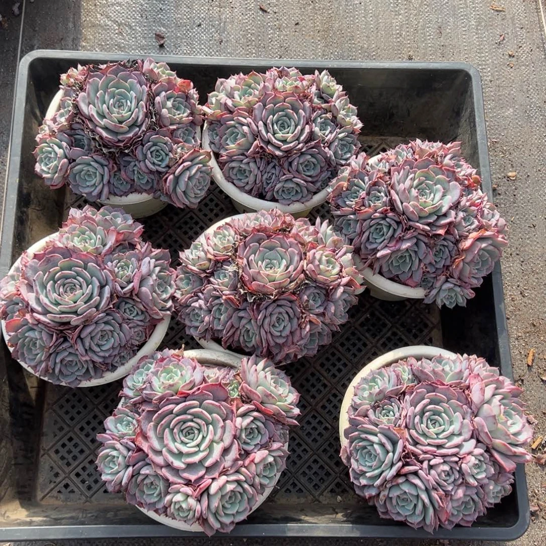 劳伦斯，图中任意一颗，尺寸14+