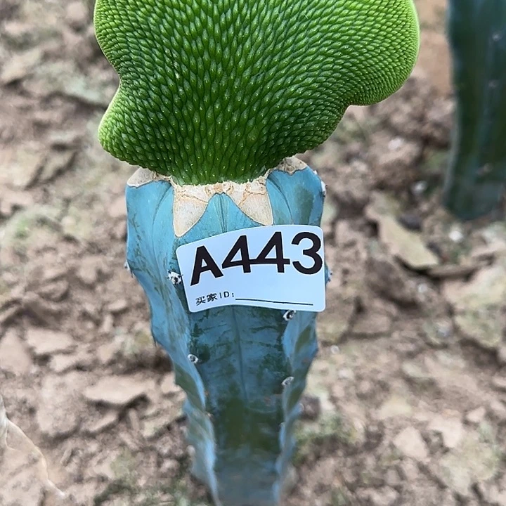 无花朵张**?嫁接青蛇缀443