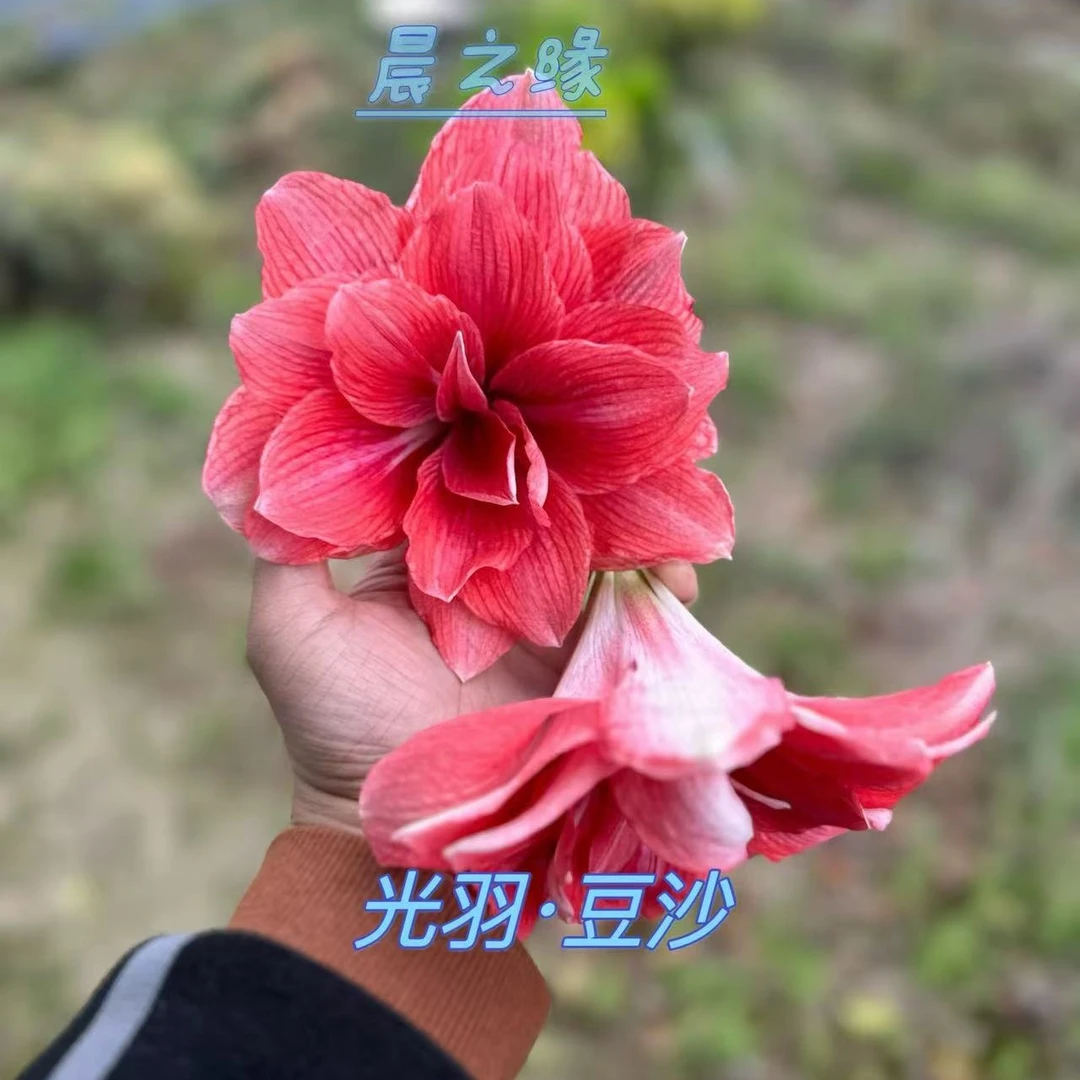 朱顶红-光羽豆沙开花球6cm+，只包对版，不包后期养护