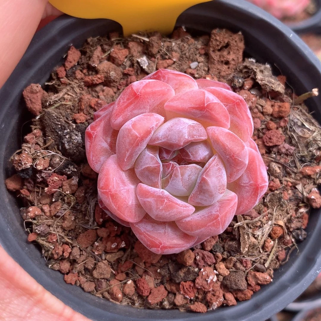 k***n冰魄单头专拍3159