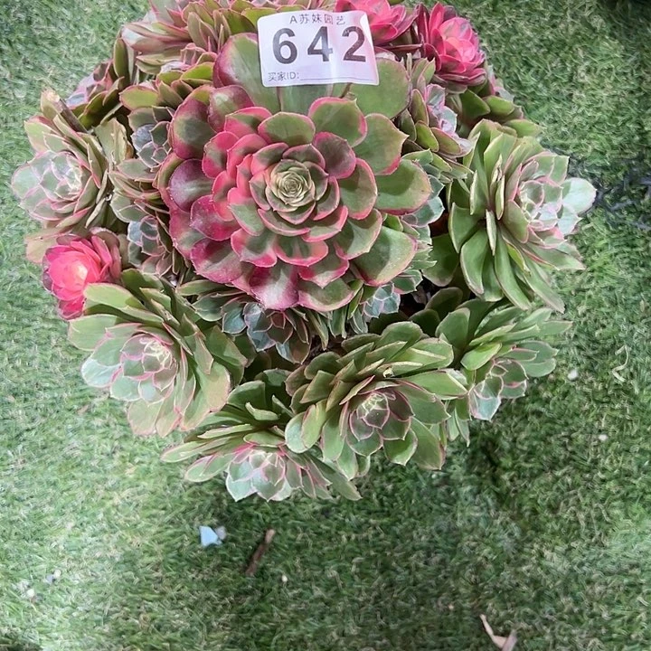 642粉花妖多肉植物