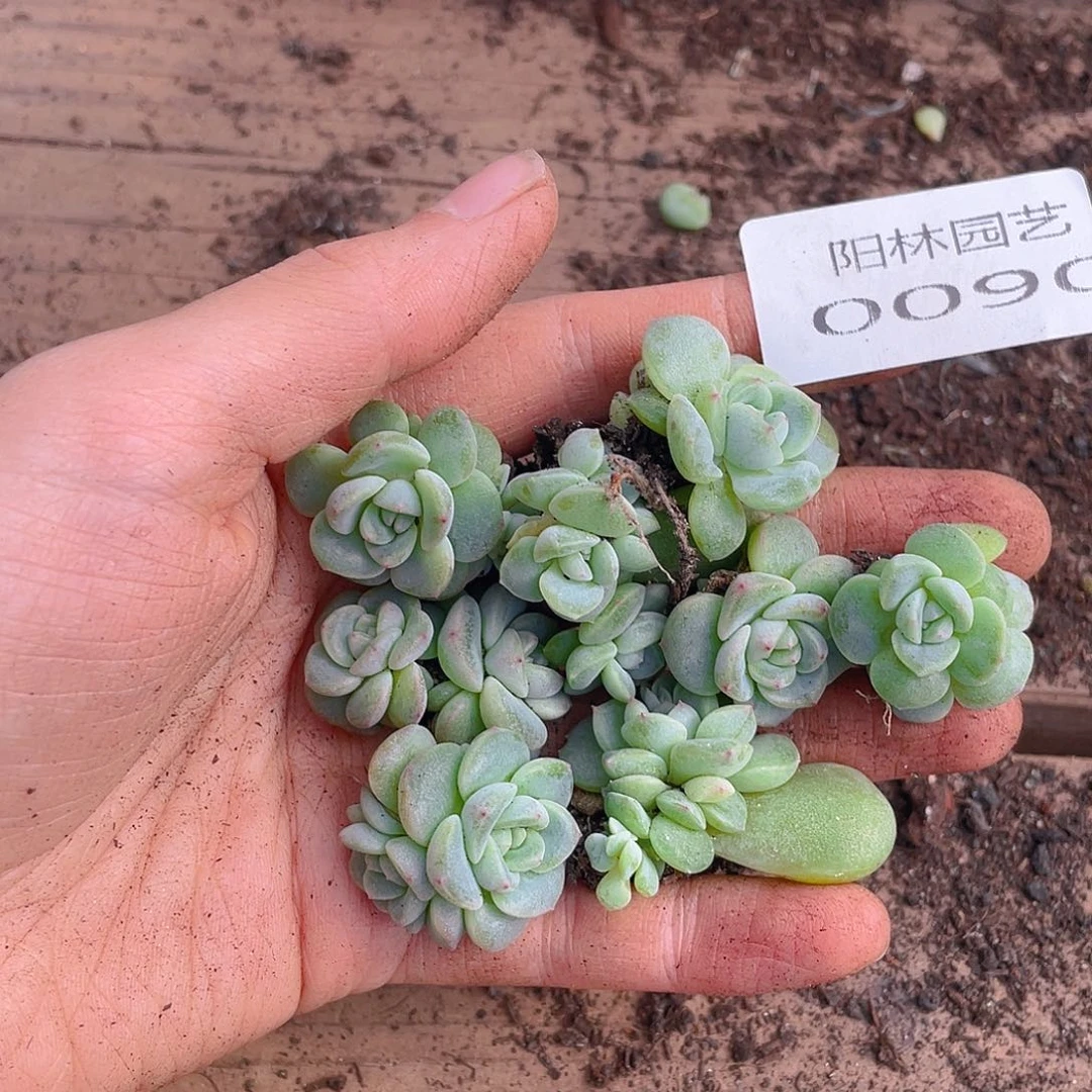 多肉植物多肉植物90