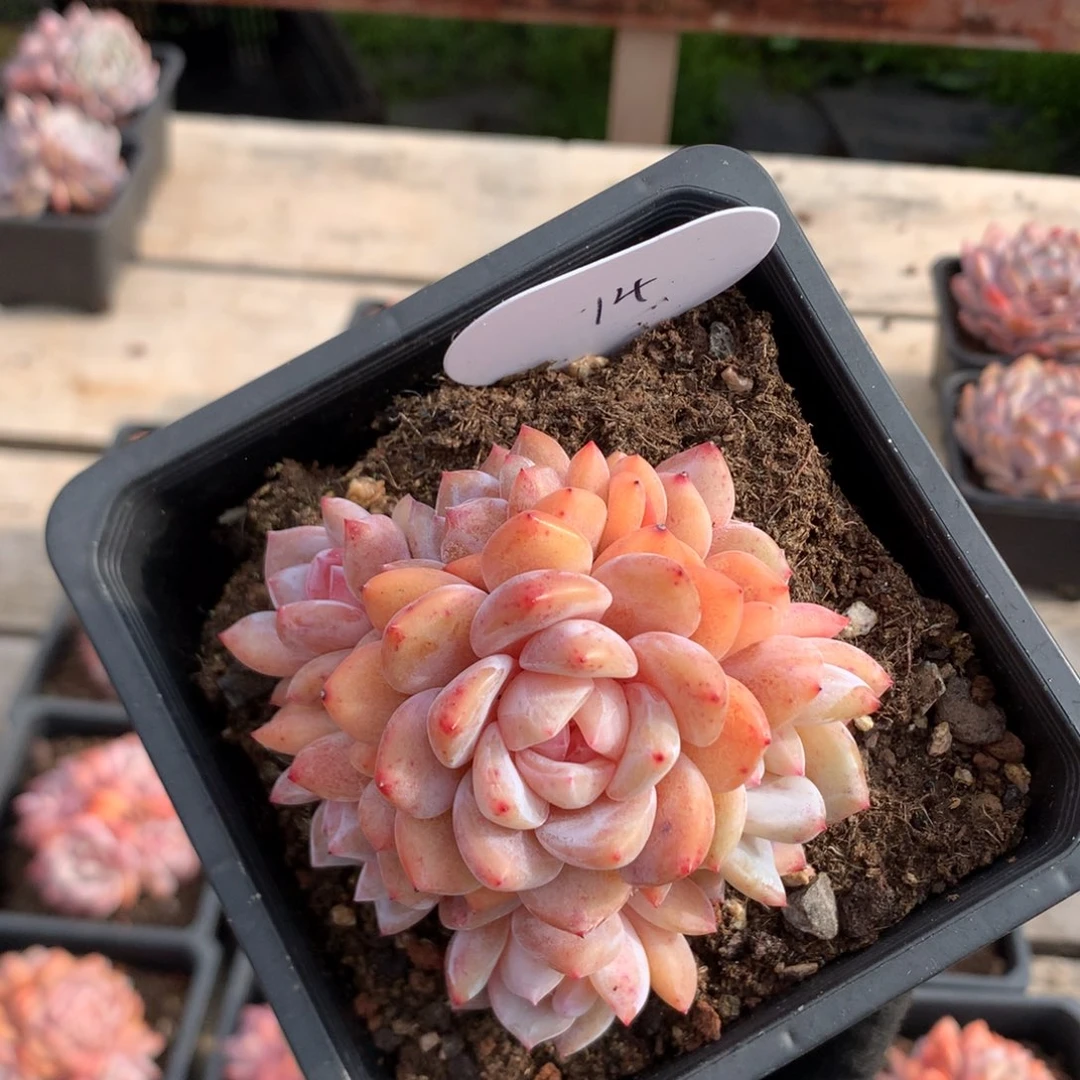 8.5厘米有砍溏心雪天使捧花 七头14