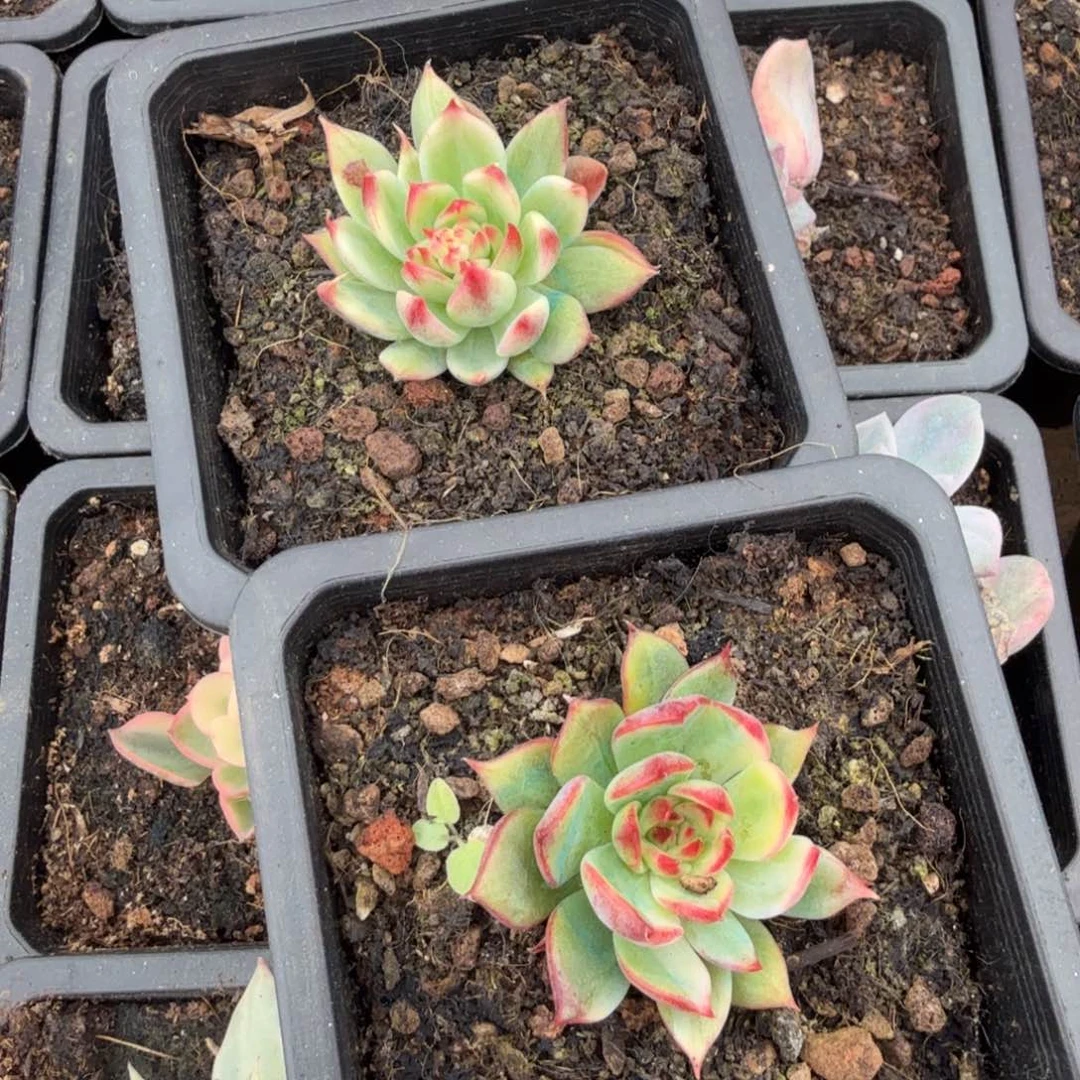 桃花锦一字的推进多肉锦