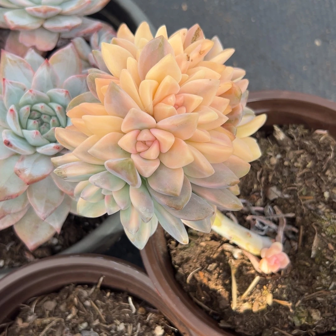 多肉淡雪锦缀【非偏远满18包邮】