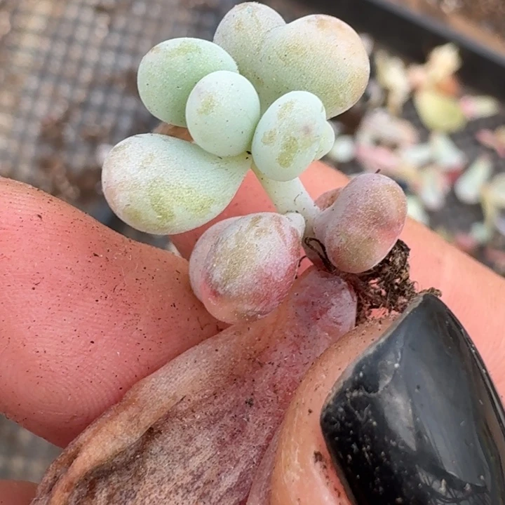 桃蛋好看一物一拍