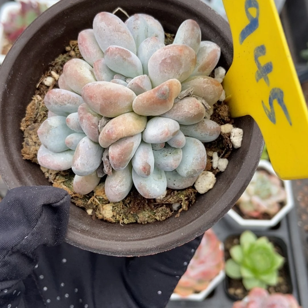 945香水多肉植物多肉