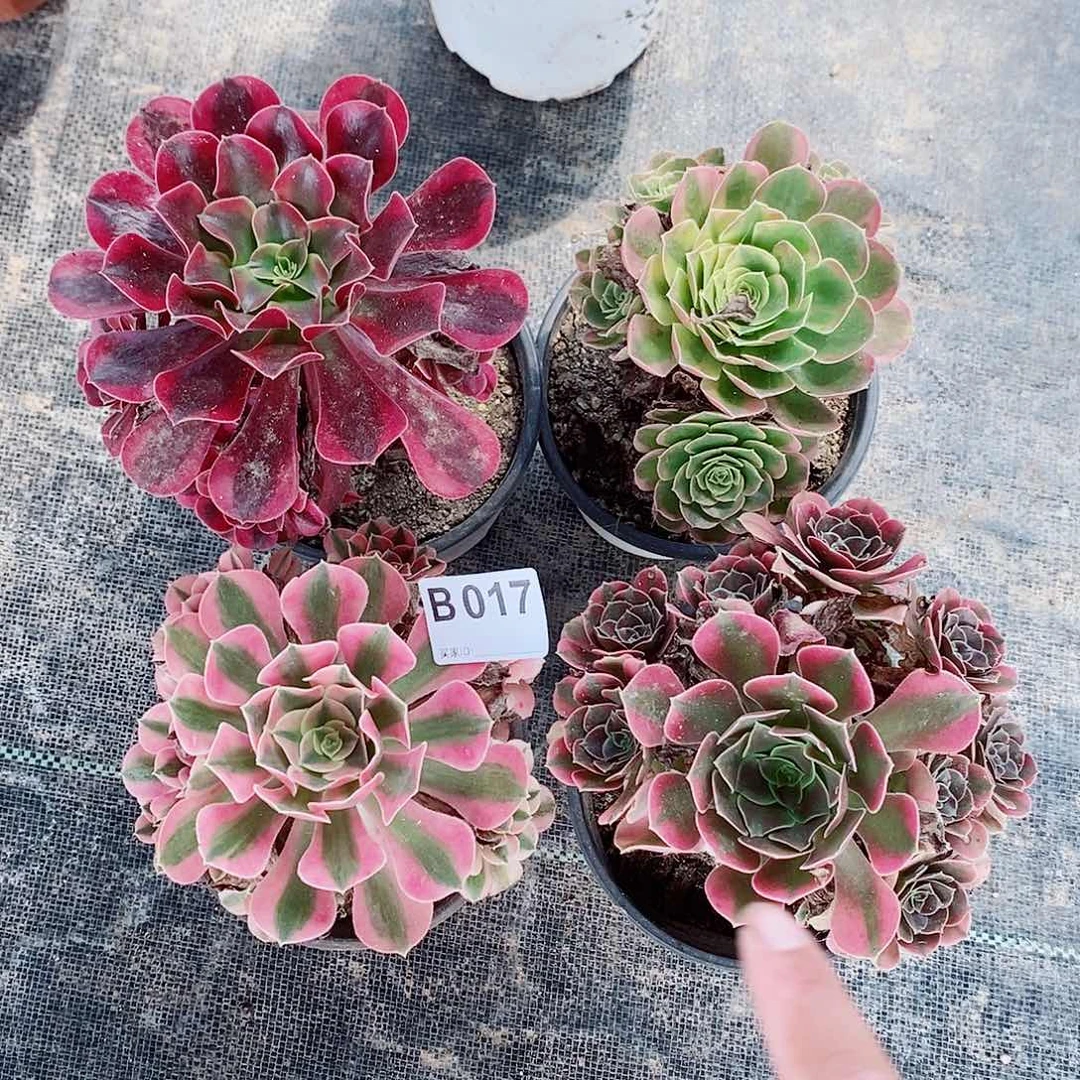 组合017炖肉11111