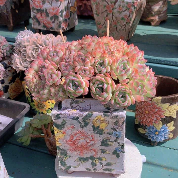 莎莎女王自然群无砍老桩