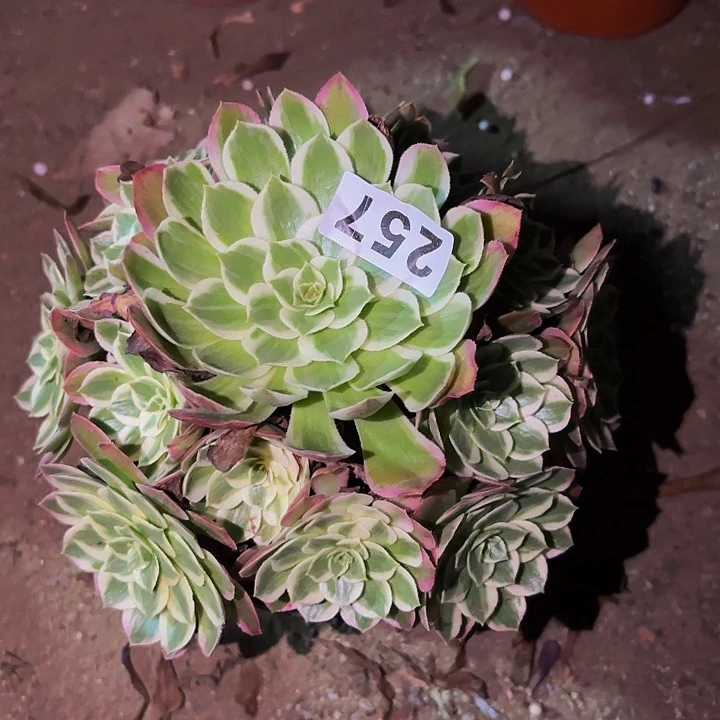 257粉海王多肉植物