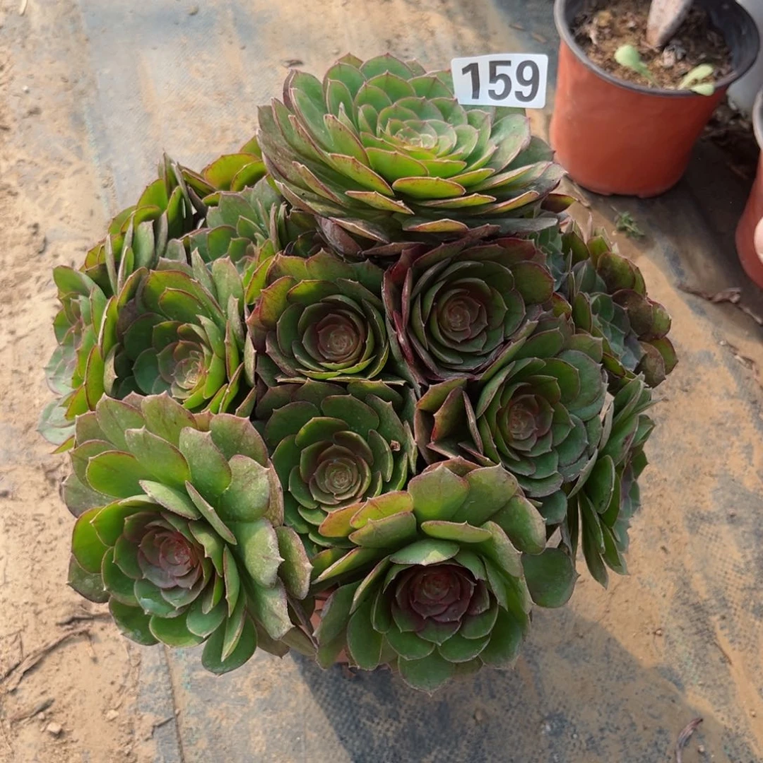 159糖心沙拉碗多肉植物