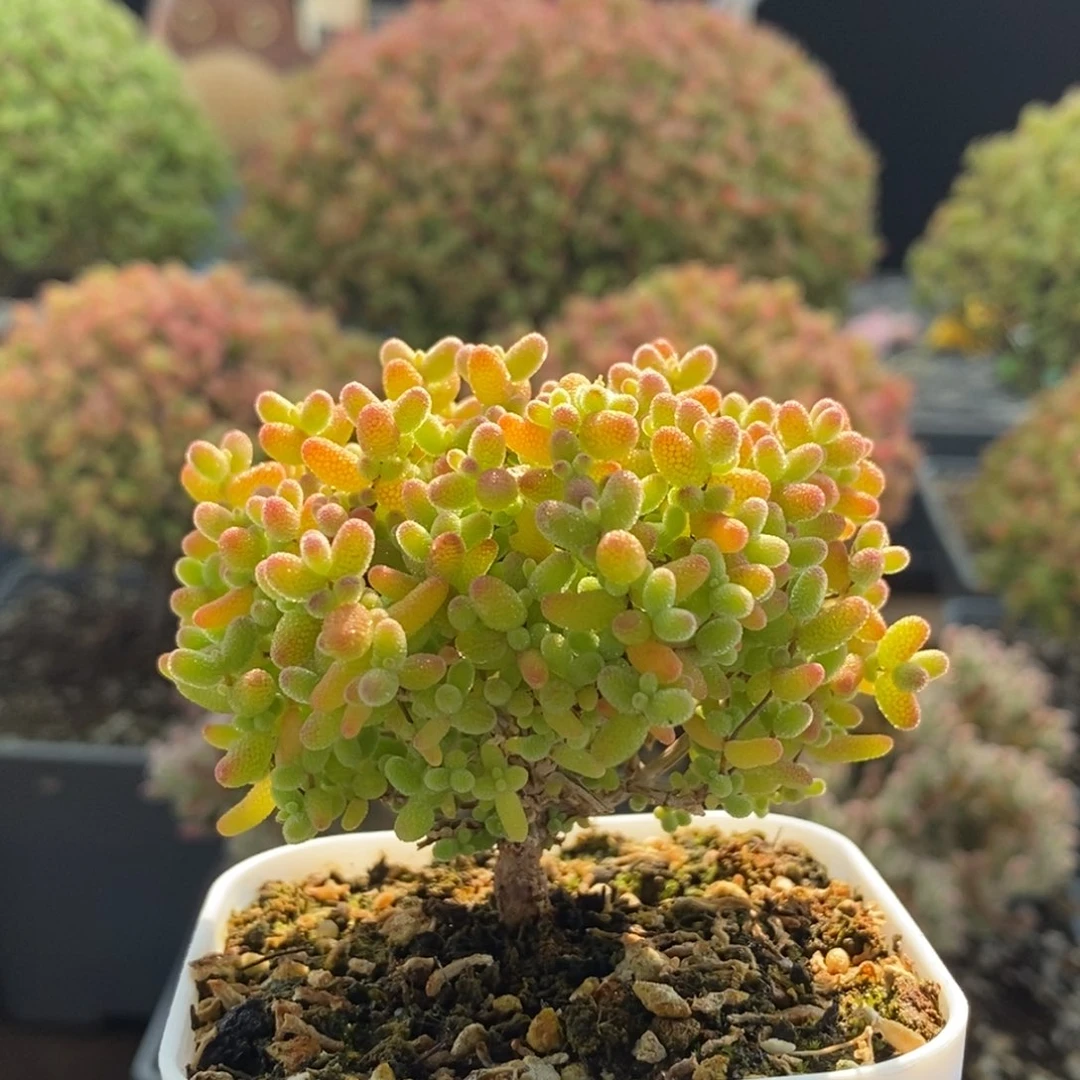 蜜橘糖球3316枝干番杏