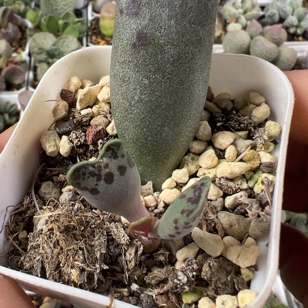 猫耳海豹多肉植物水泡