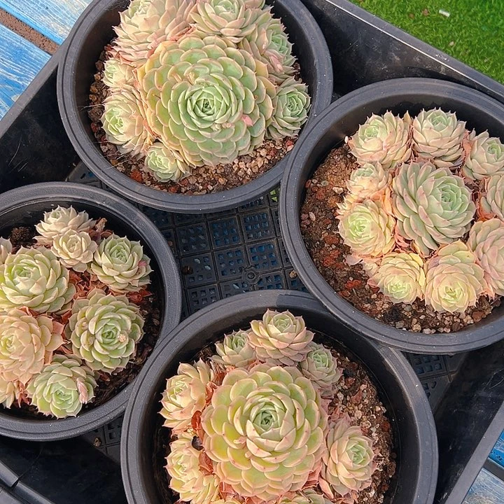 昂斯诺，满18包邮