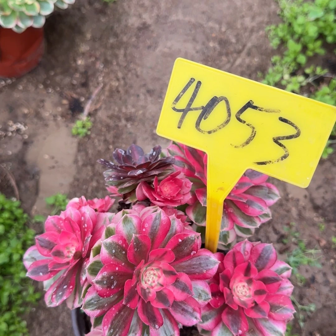 4053--+倾城多头多肉