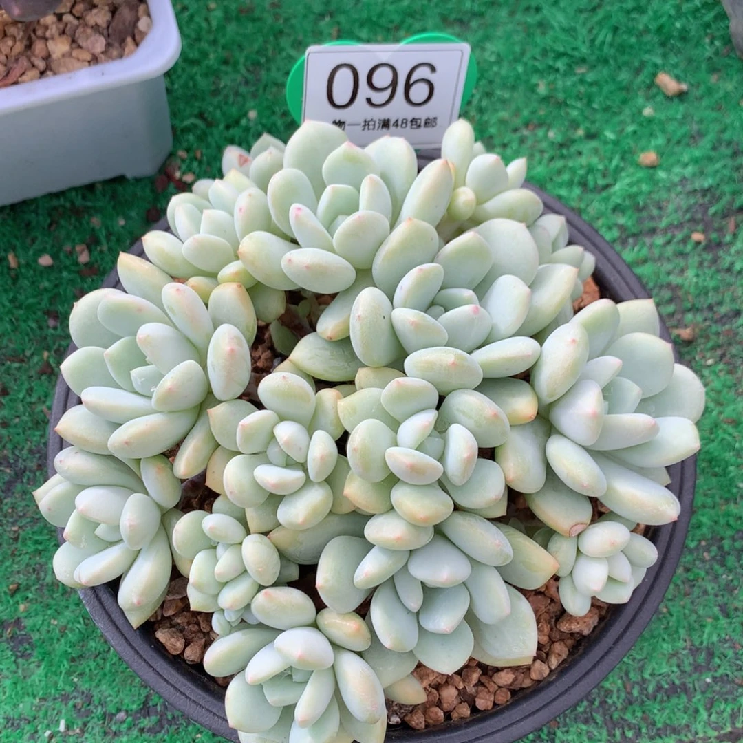 白马老桩无砍平头096