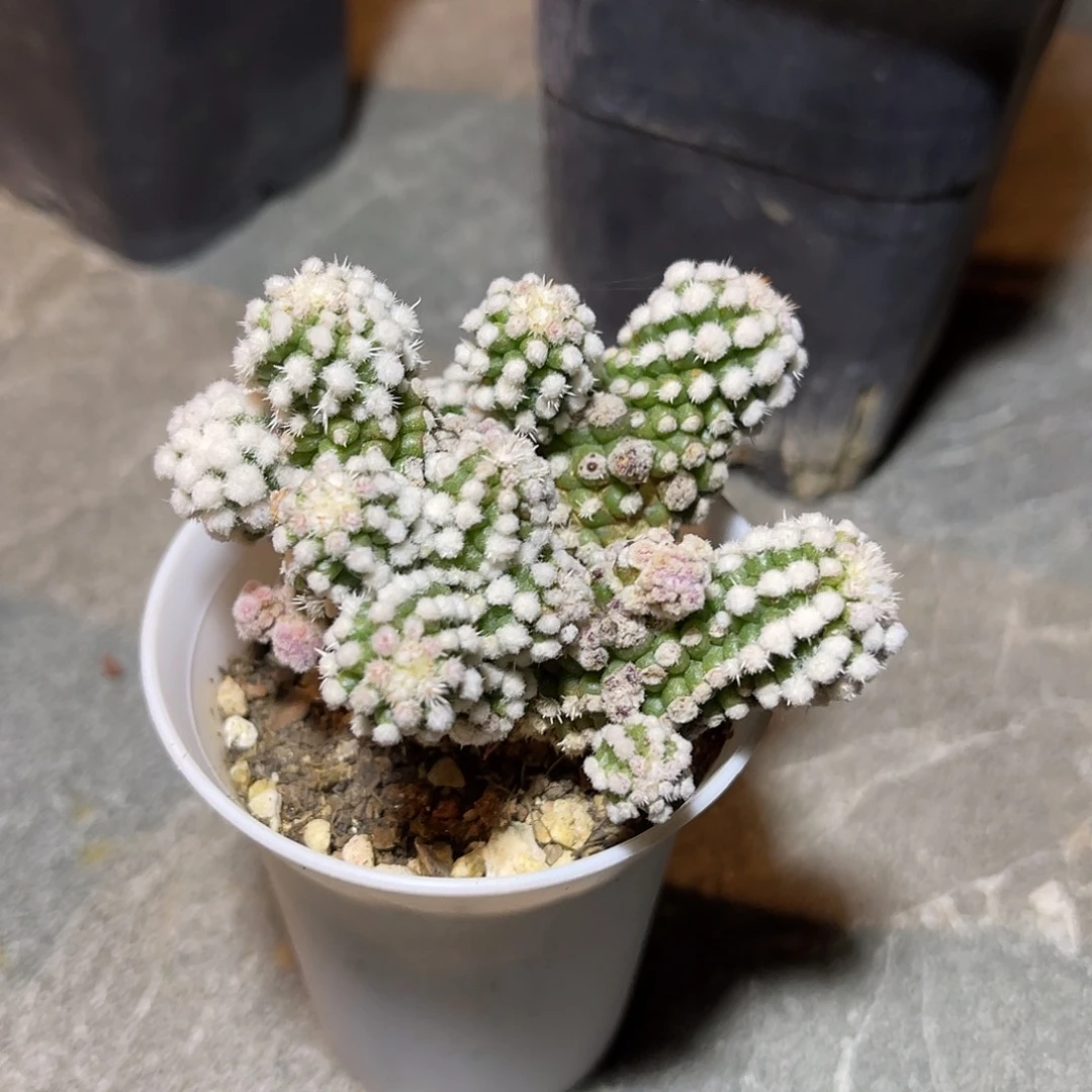 明日香姬一物一拍