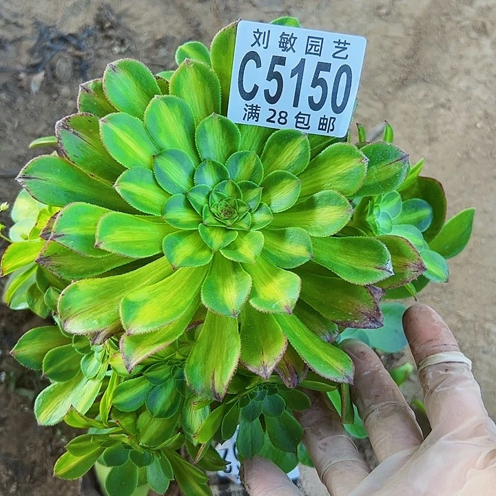 太**w5150多肉植物法师无根