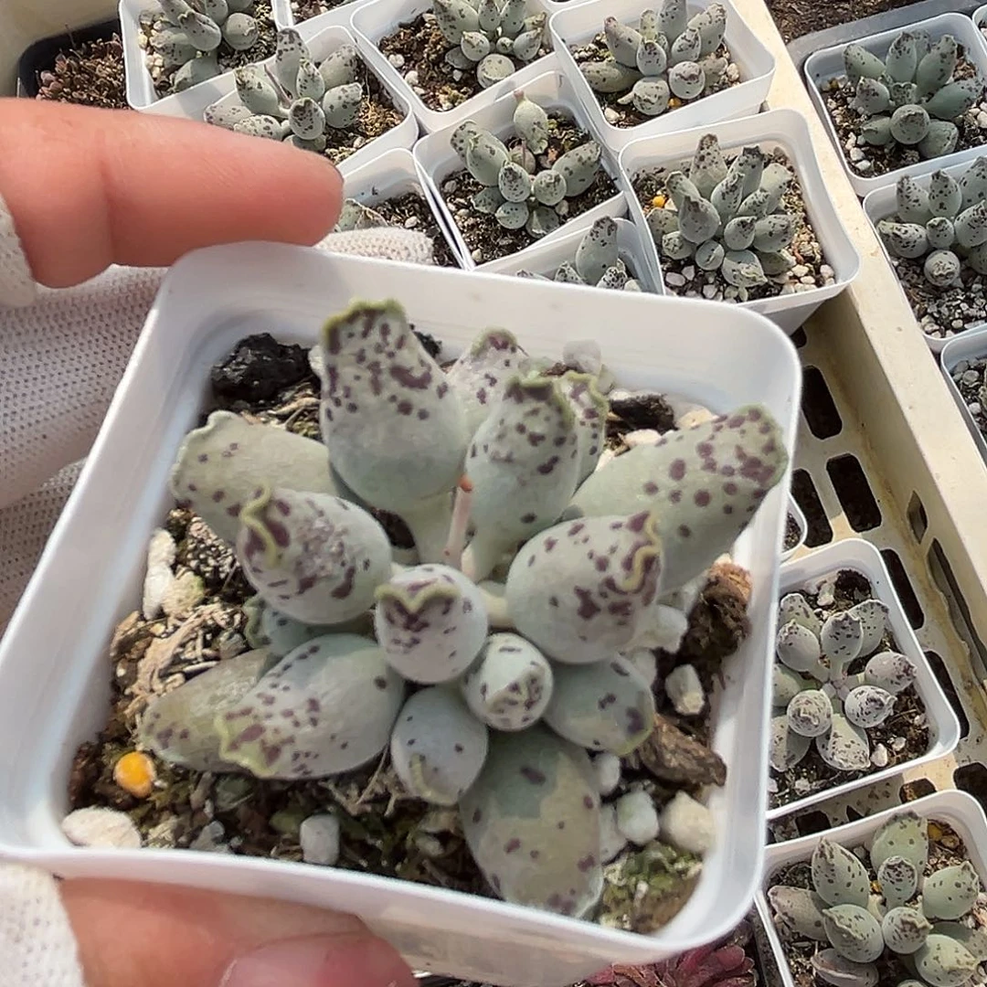 多肉植物海豹多肉植物