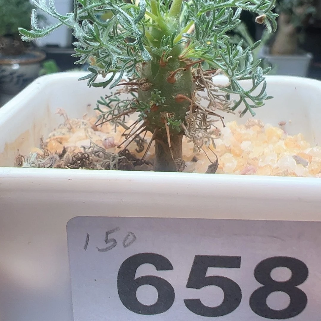 刺月界带盆发货实生