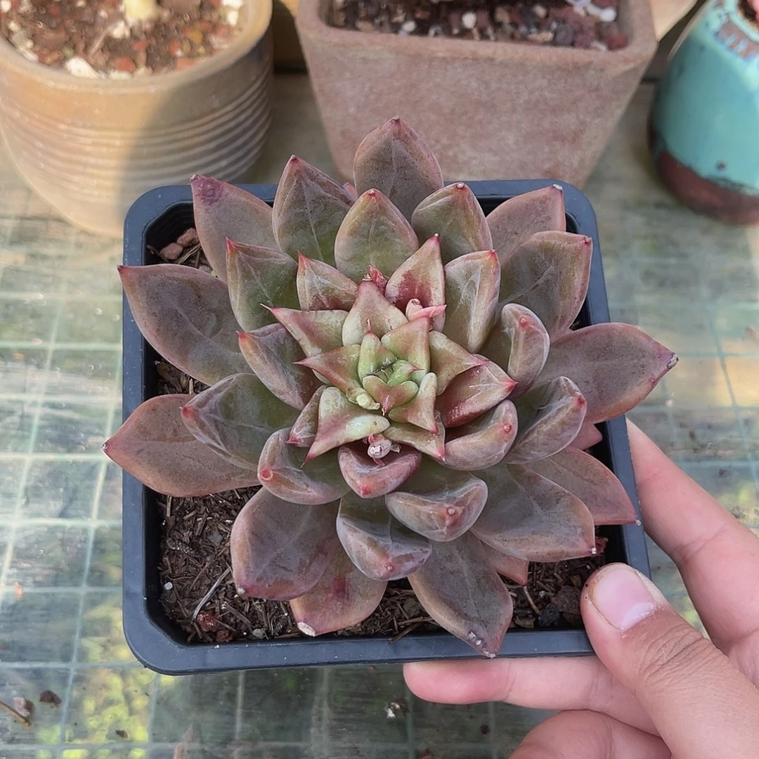 外翻页杂。 1111111111