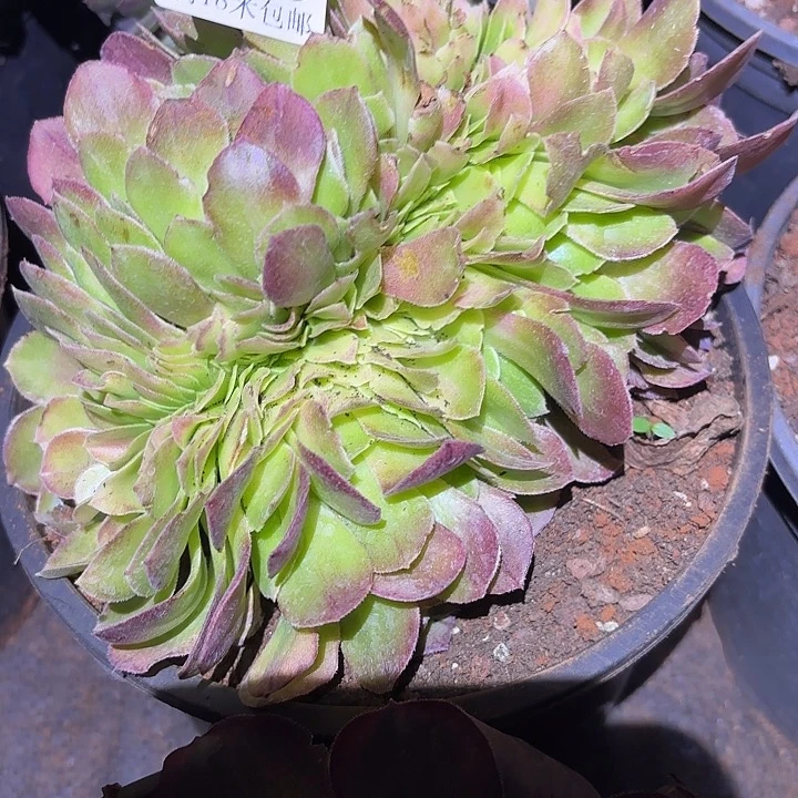 223雨荷缀化掌心多肉法师锦