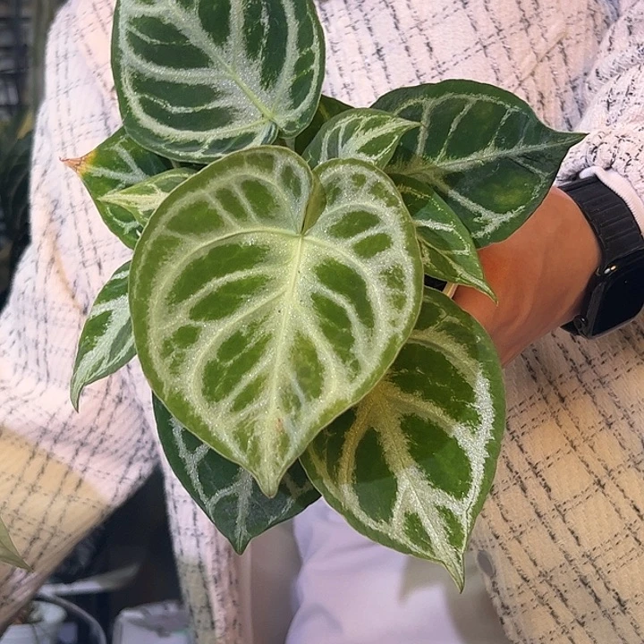 完全开放B63铜锣烧