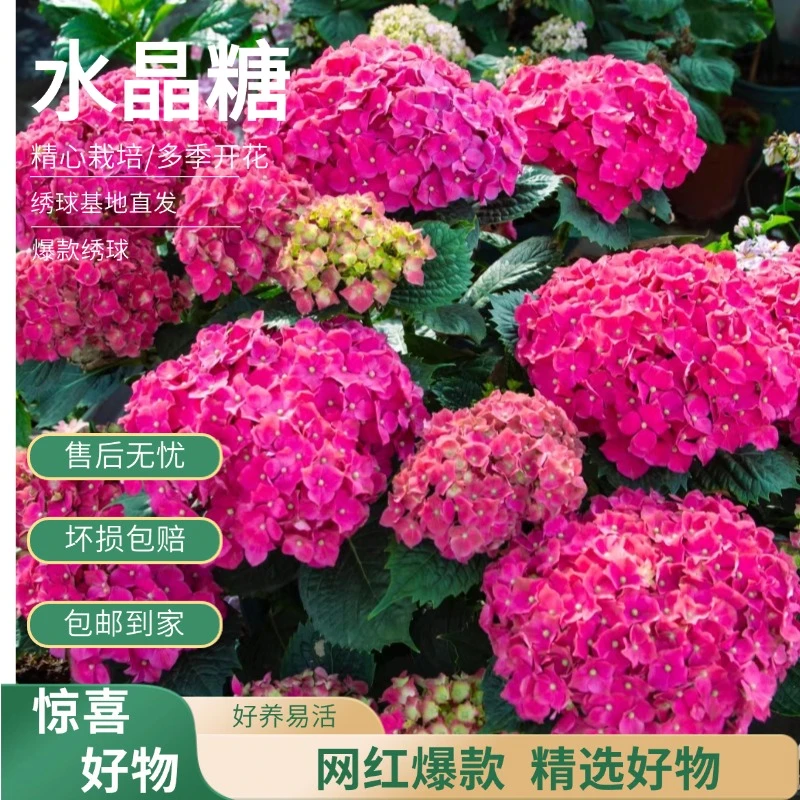 【水晶糖】玫红色绣球 带花带花苞 绿植盆栽 老桩 包邮 基地直发