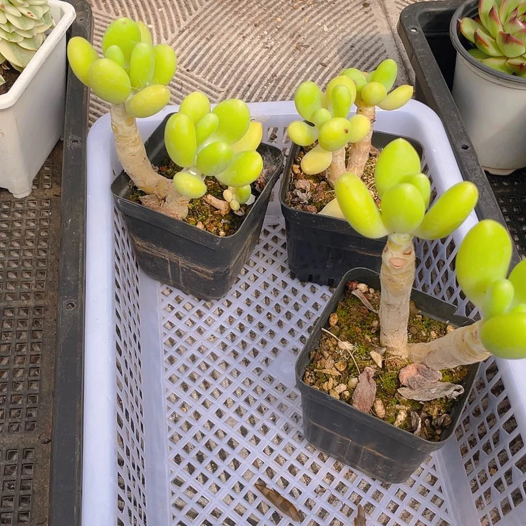 298。芒果奶。