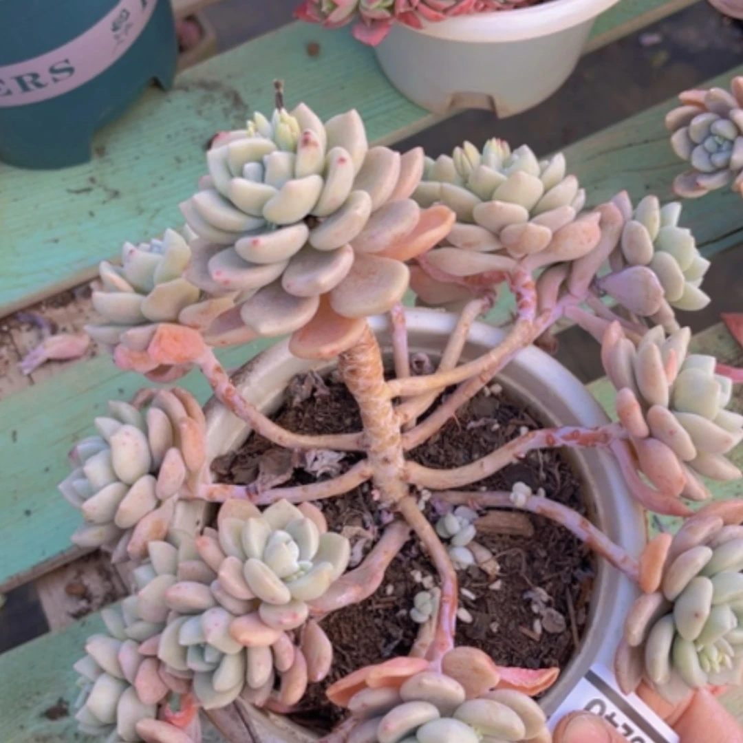 【闪购商品】克洛伊15240