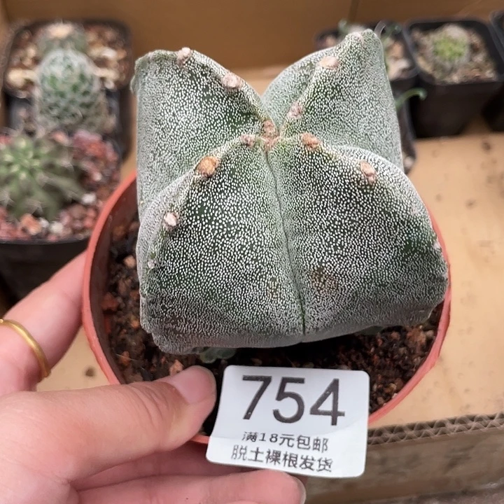 754四角白 7cm左右