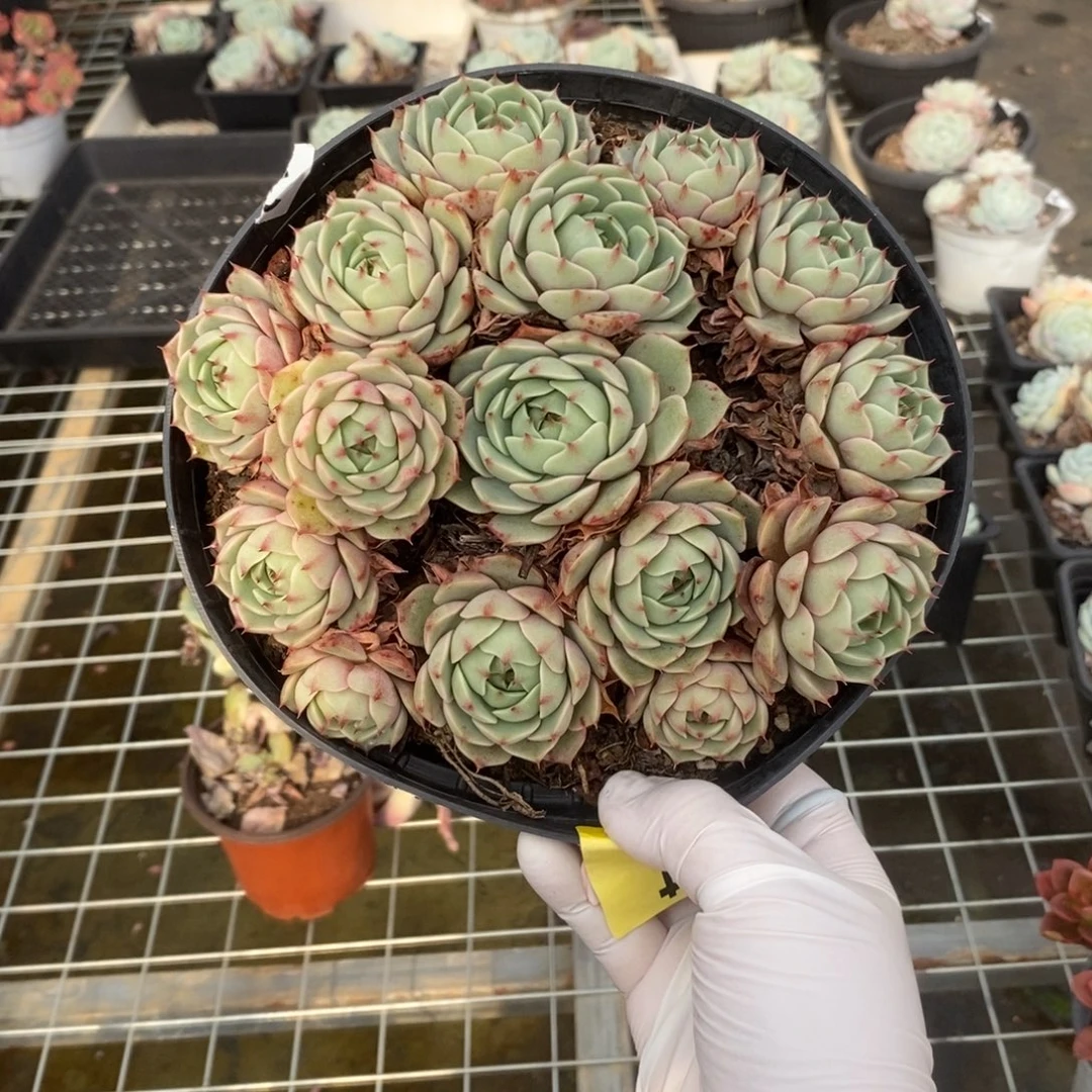 104笨吧蒂斯一物一拍