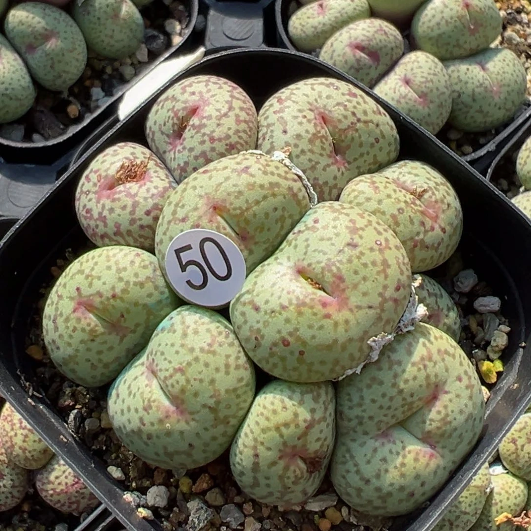 多肉植物11111111111111