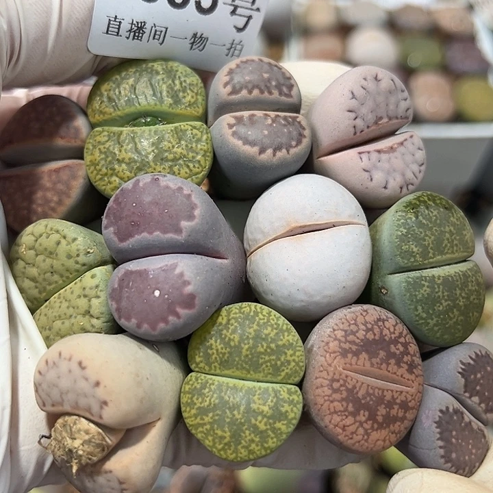 8885 好养易活生石花大母本12个