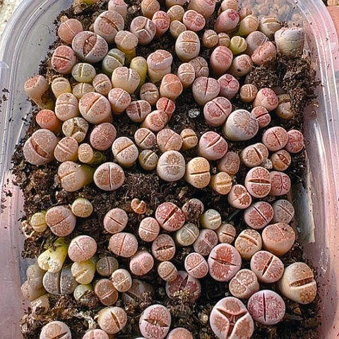 【闪购商品】25089