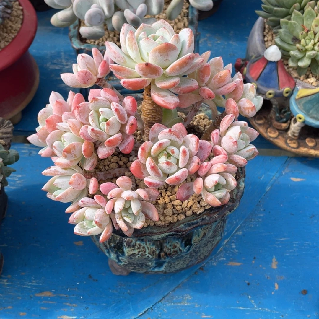 豆总多肉冷香老桩