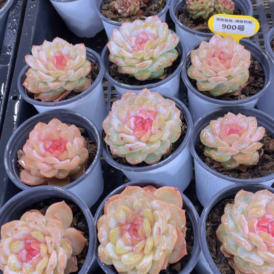 900号 开播福利冰透奶油糖心珍妮单头一个