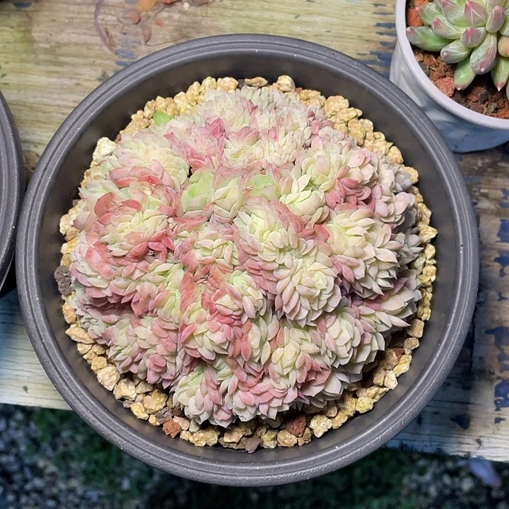 多肉凉凉贝瑞贝瑞